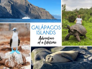 Collage showcasing Galápagos Islands wildlife and a visitor with a giant tortoise.