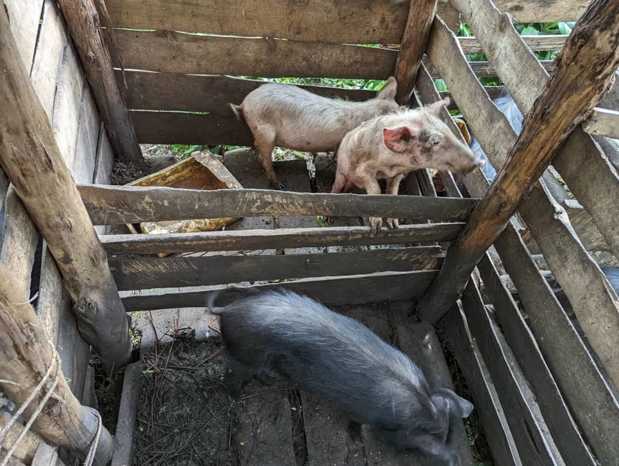 Two small pigs standing in a rustic wooden pen.