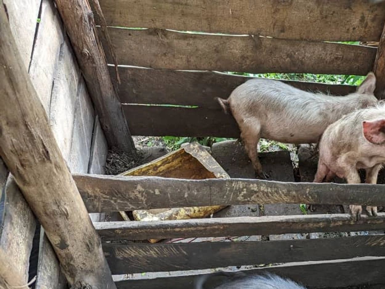 Two small pigs standing in a rustic wooden pen.
