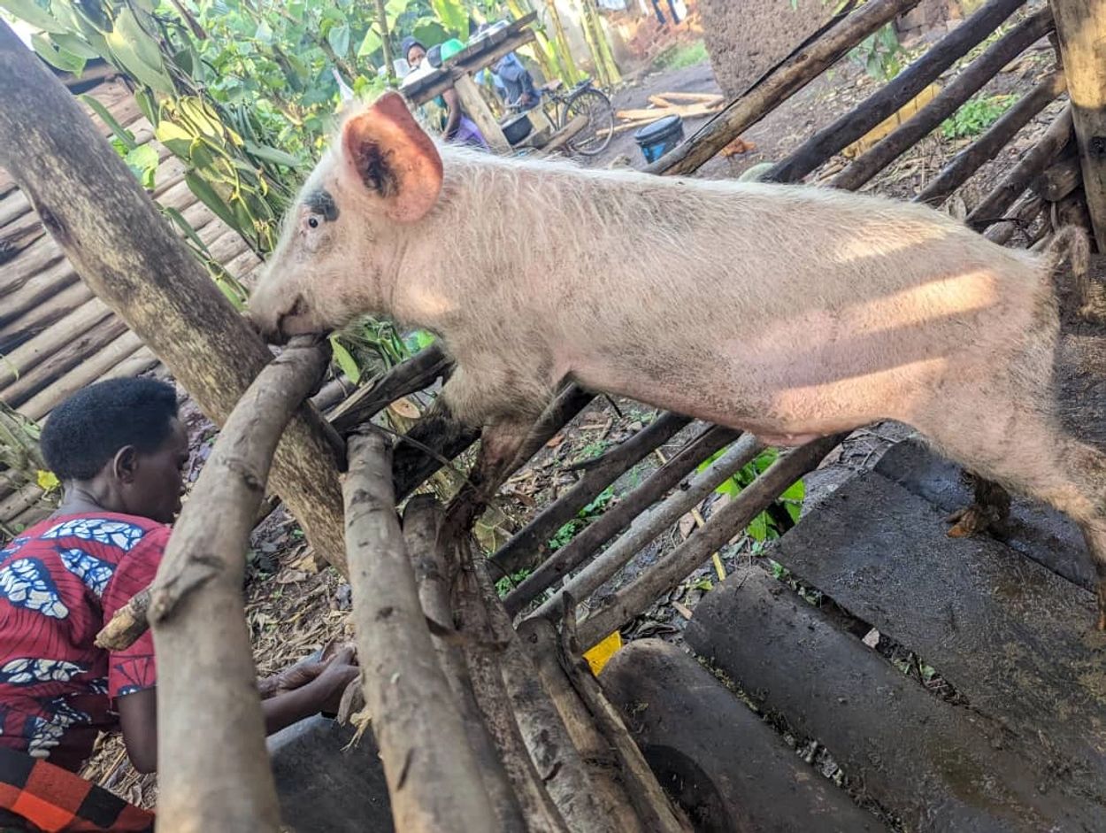 A pig stands in a wooden enclosure near a person in colorful clothing.