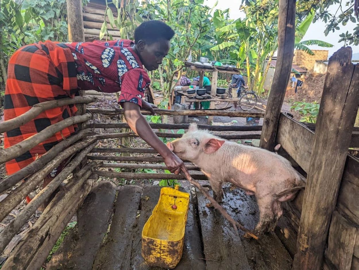 A woman feeding a piglet in a rustic wooden pen.
