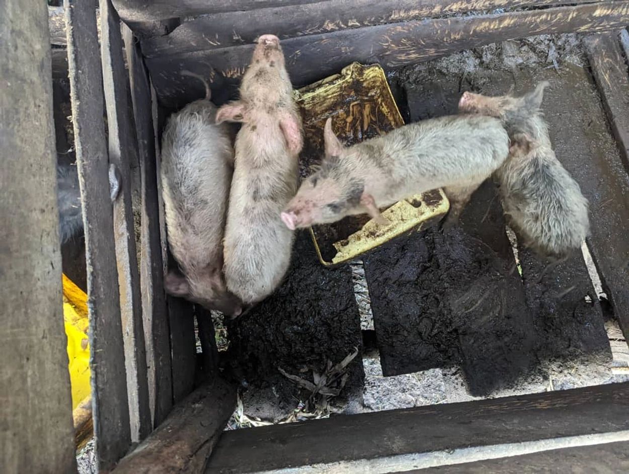 Four piglets in a dirty wooden pen with mud and a yellow tray.