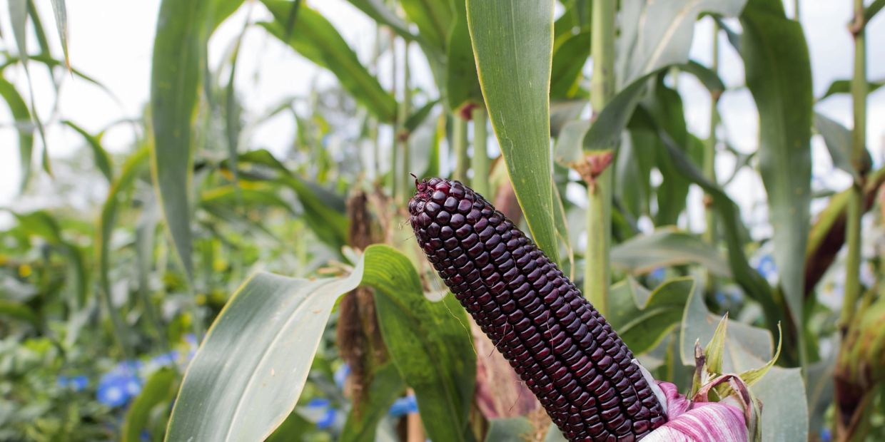 Close-up of deep purple corn on the cob growing in a green field.