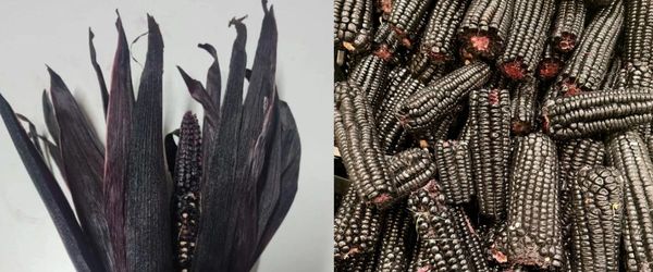 Black corn ears and kernels with dark husks.