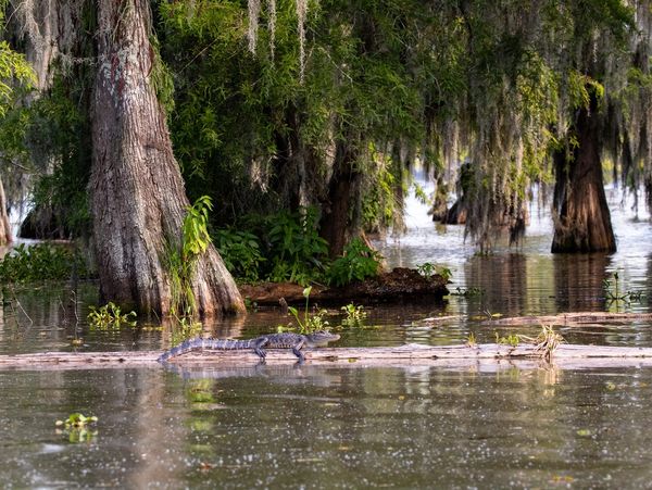 Nature conservation finance