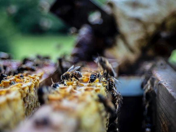 Biodiversity funding