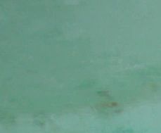 Flowers of Varanasi - Earth