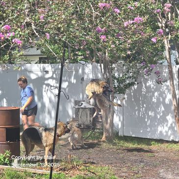 Three German Shepherd dogs playing with a sprinkler in a backyard with a woman nearby.