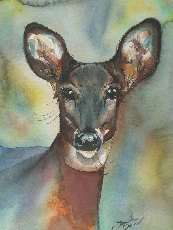 "Spring Doe"