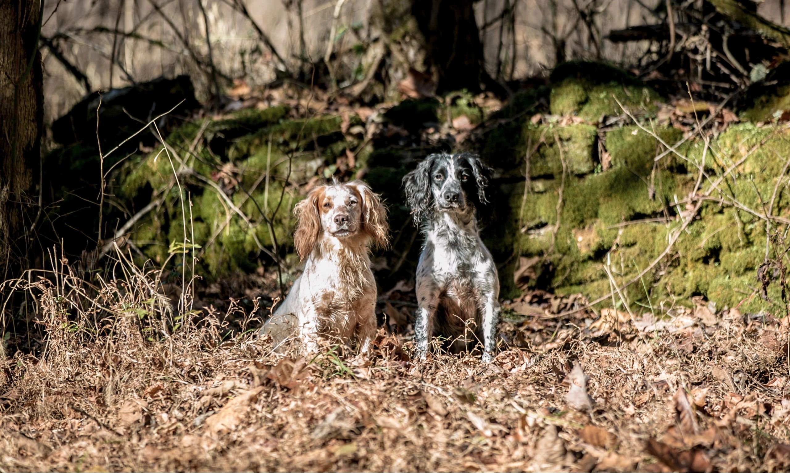 Field Bred English Cocker Spaniels | Quality Field Trial and Hunting Dogs