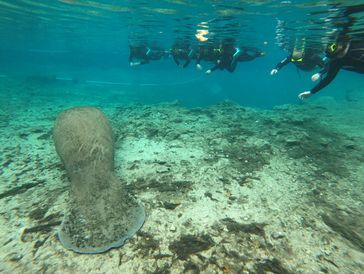 manatee tours in crystal river