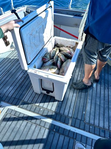 Cooler filled with freshly caught fish on a boat deck.