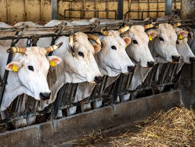 Factory Farms Factory Farms