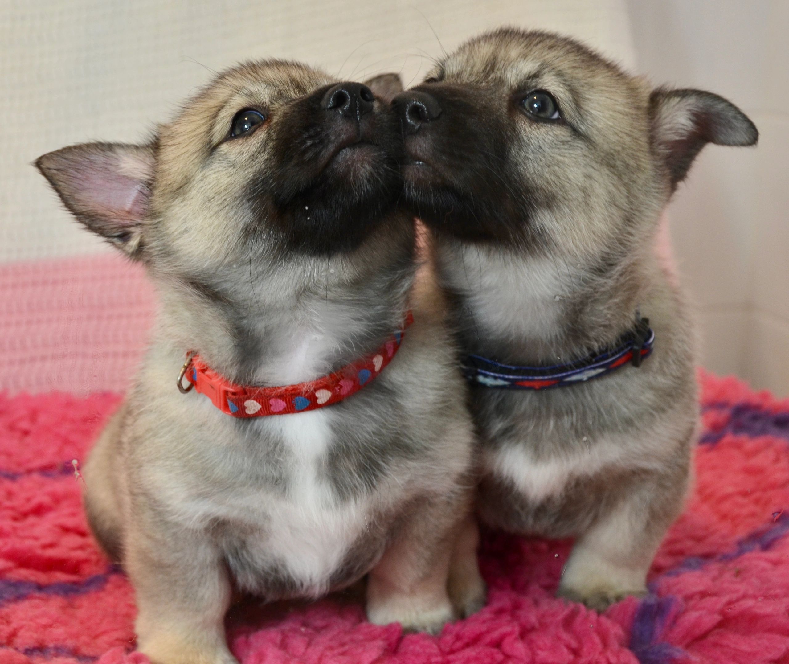 //img1.wsimg.com/isteam/ip/b440be1e-e8b9-41a3-b10f-f2885a7340d0/Kissing%20pups%20.JPG/:/rs=w:1300,h:800