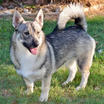 Australian Champion Snodogz Maggie May
Our girls 