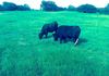 Fat Angus Cattle graze on a field of Improved Bermuda Grass.