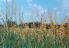 Establish those Great Native Pastures with Grasses of your choice.
