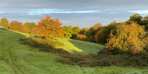 Scenic autumn landscape with colorful trees and green grass under a partly cloudy sky.