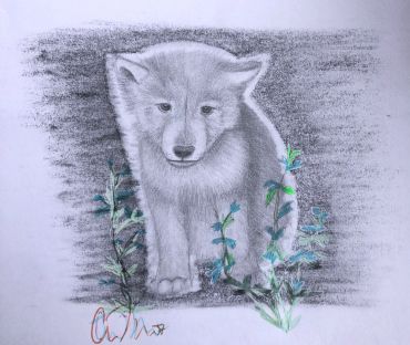 Pencil sketch of a wolf pup surrounded by plants.