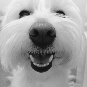 Black and White photo of a Westie dog with mouth open,smiling looking happy.