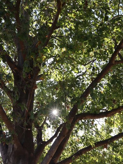 Sun shining through oak tree.