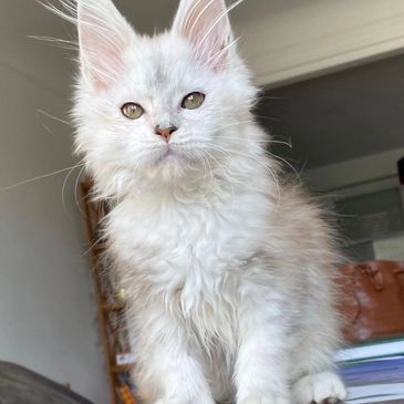 Fluffy white kitten with striking ears and curious eyes.