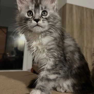 Fluffy gray tabby kitten with big ears and curious eyes sitting indoors.