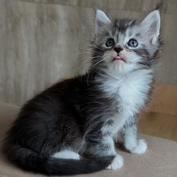 A fluffy kitten with blue eyes sitting and looking upwards.