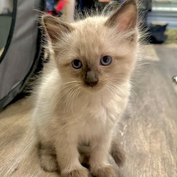A fluffy Siamese kitten with blue eyes sitting on a wooden floor.