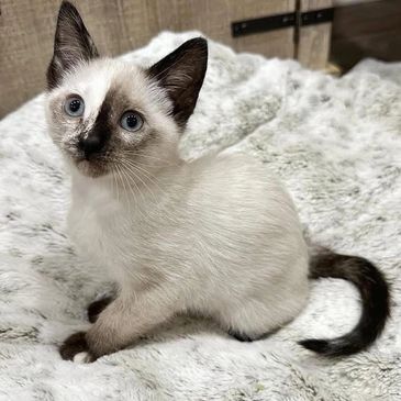 A curious Siamese kitten with blue eyes sitting on a soft blanket.