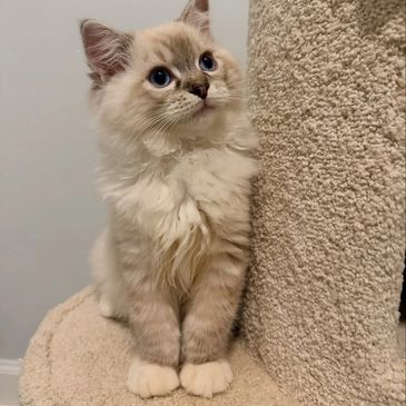 Fluffy kitten with blue eyes sitting on a beige carpeted cat tree.