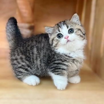 Adorable fluffy kitten with big eyes and striped fur.