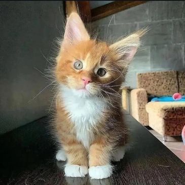 Fluffy orange and white kitten with curious eyes sitting on a dark surface.