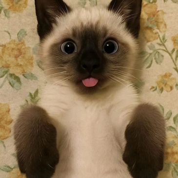 Close-up of a playful Siamese cat sticking out its tongue.