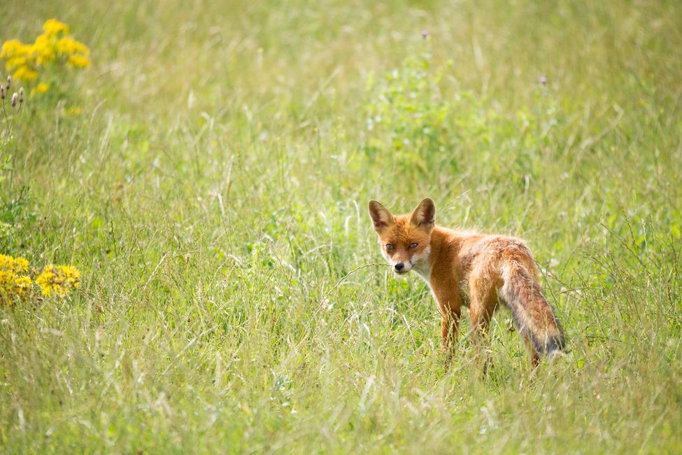 VERTEBRATE PEST CONTROL Filski's Vertebrate Pest Control