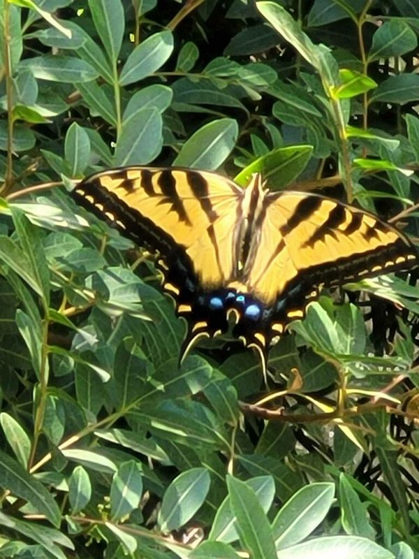 A yellow and black butterfly perched on green leaves.