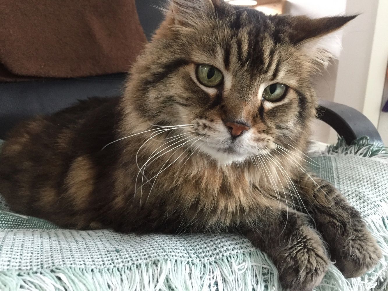 Hansome Hector is lounging on his favorite chair here at CatNaps