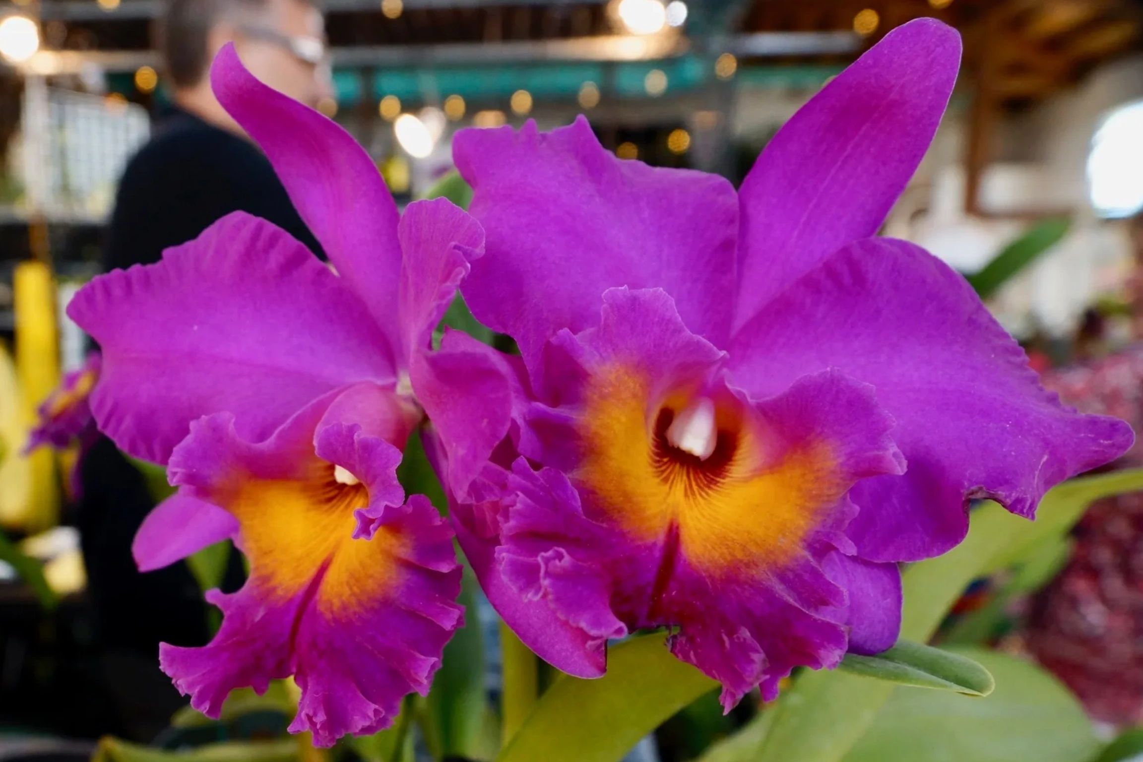Delray Beach Orchid Society