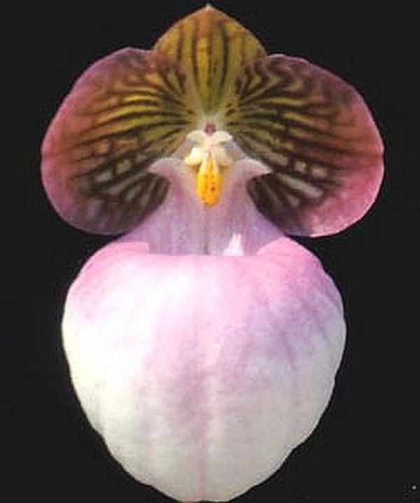 Paph. micranthum 'Mountain Magic' FCC/AOS