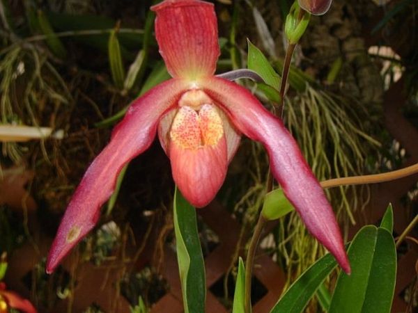 Phrag. Ruby Cascade 'Suncoast' AM/AOS