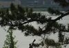 St. Louis Riverfront - Lewis & Clark Statue through trees