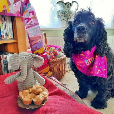 Healthy home-baked treats for your canine pals 