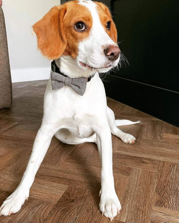 K9 Keiki Bakes, home of healthy home-baked dog biscuits, bakes and treats in North Yorkshire 