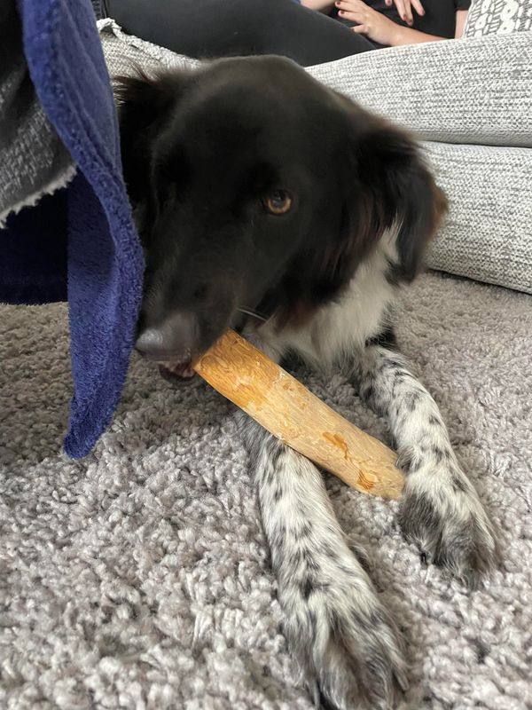 Buss-kins and his favourite Olive wood 