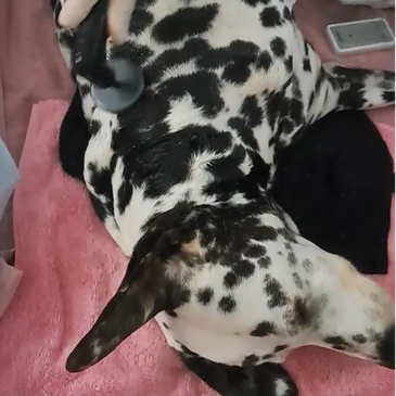 Aplicación de iNDIBA a perros a domiclio 