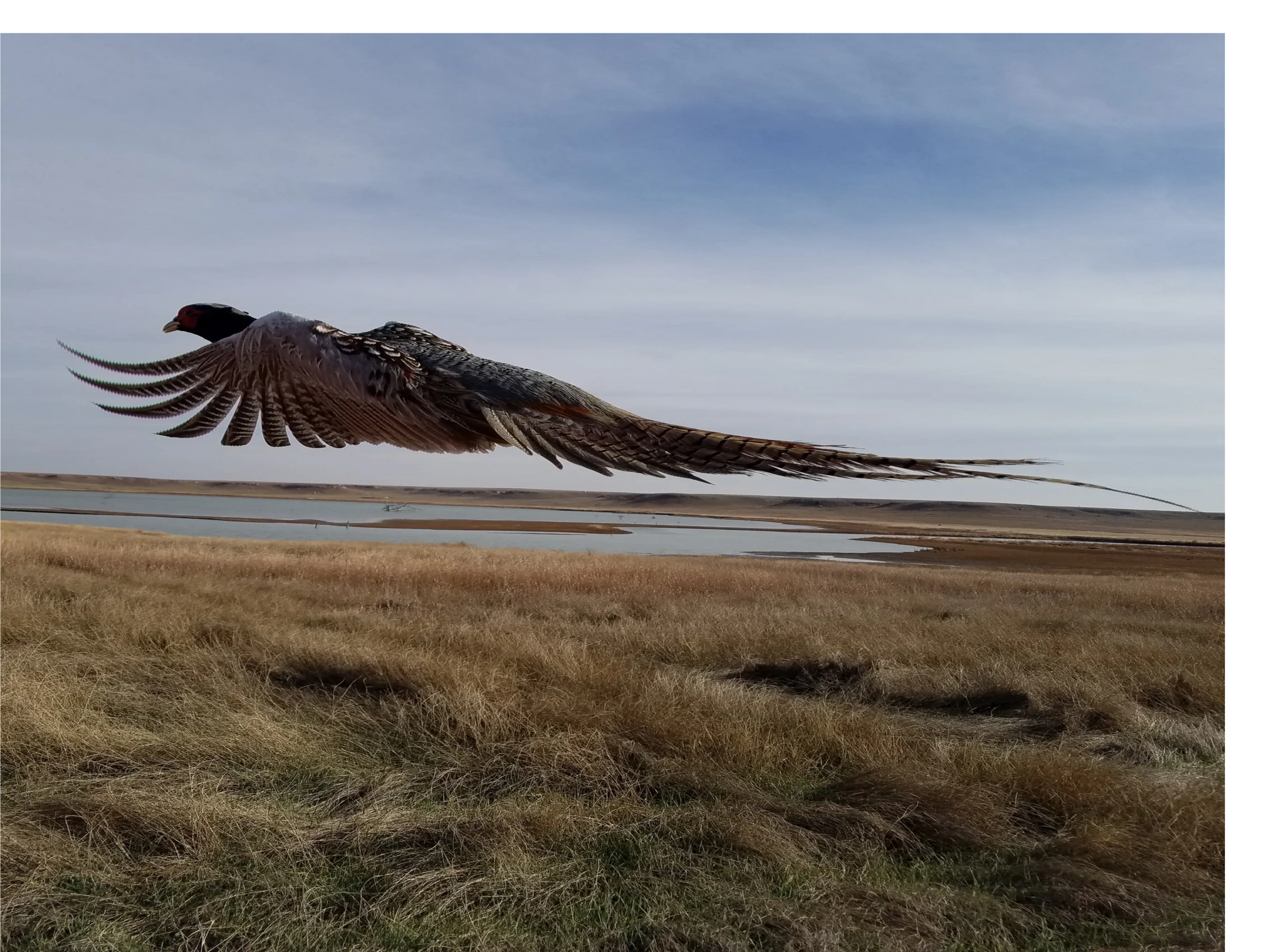 KS Blueback Pheasant in flight over a marsh.