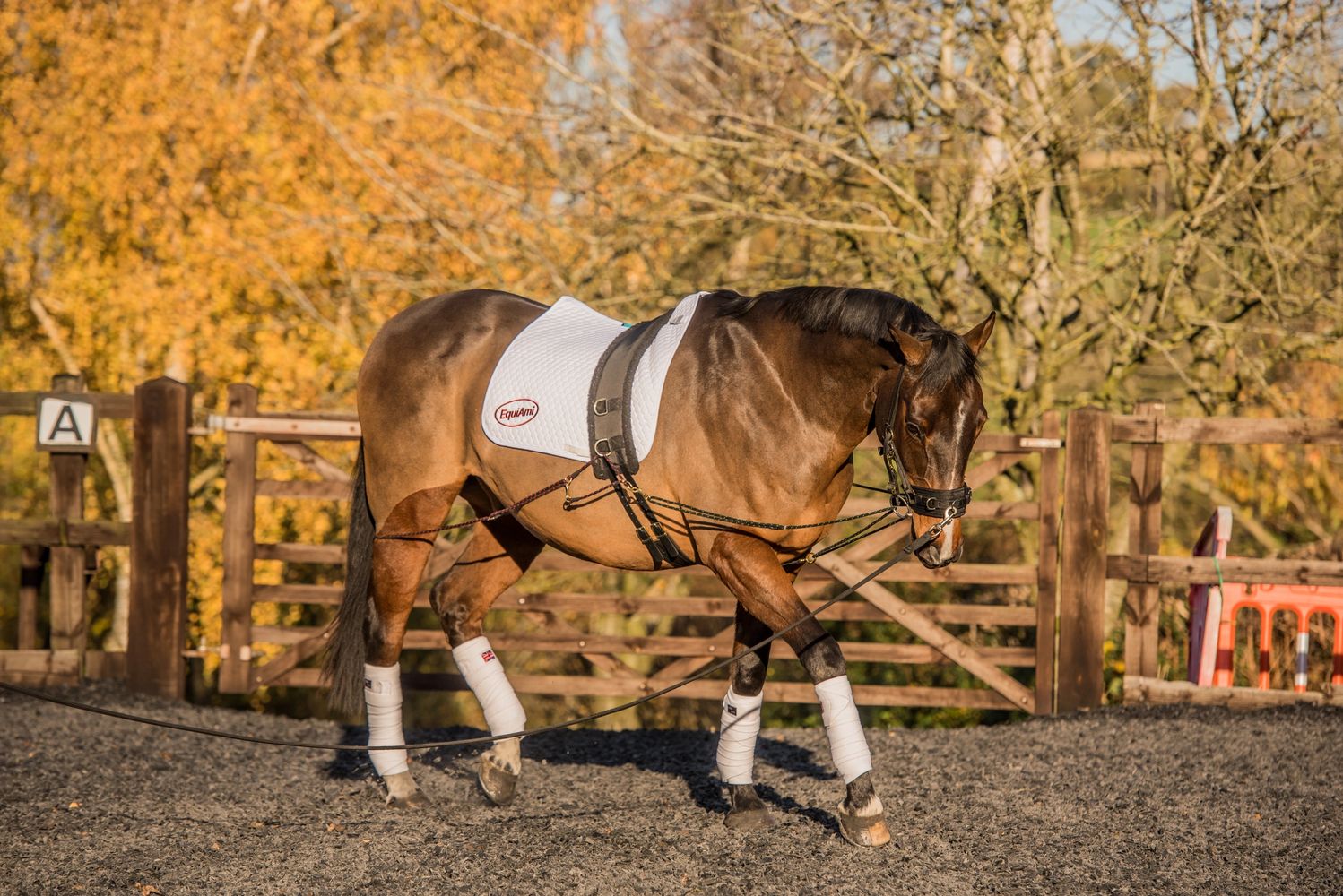 A brown horse in white gear walking in an outdoor arena with autumn trees in the background.