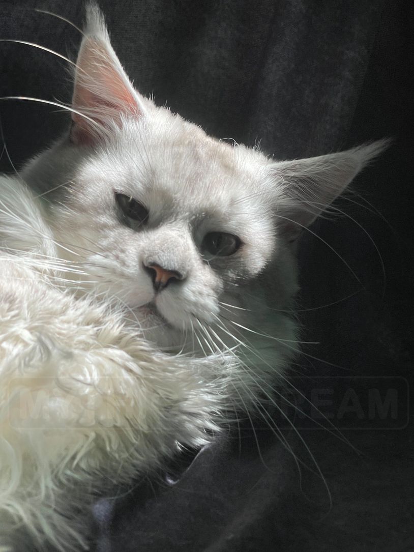 Close-up of a white cat with long fur and expressive eyes.