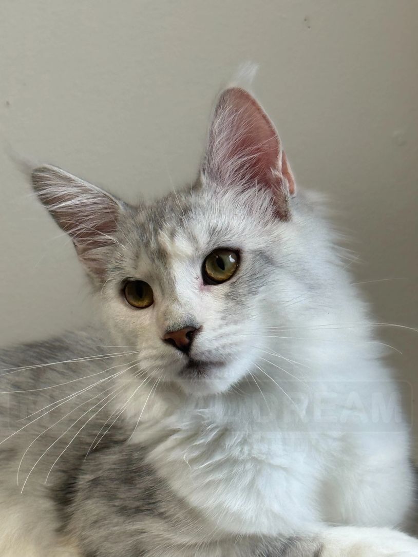 Close-up of a fluffy gray and white cat with green eyes.