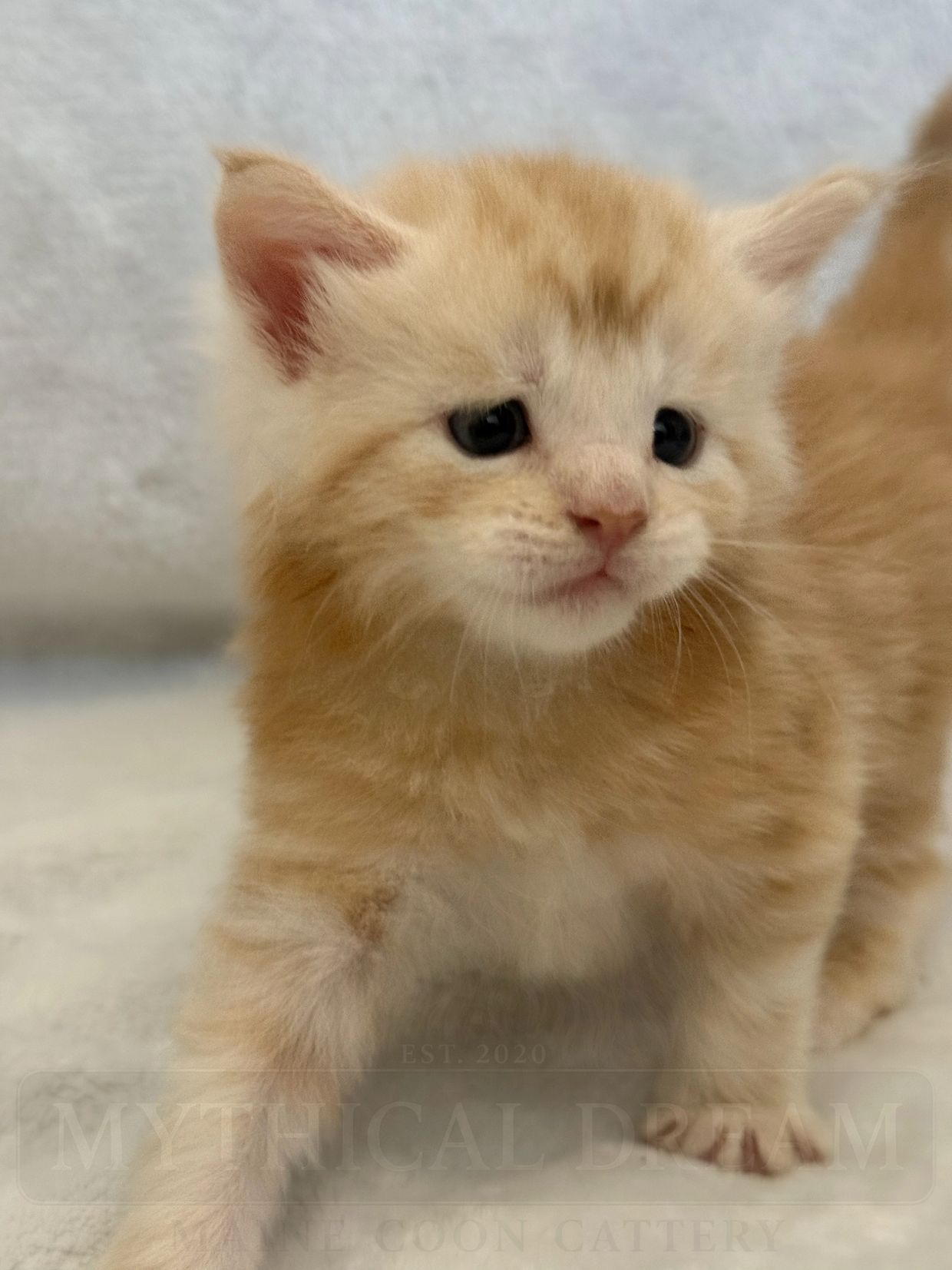Close-up of a charming orange kitten with big eyes.